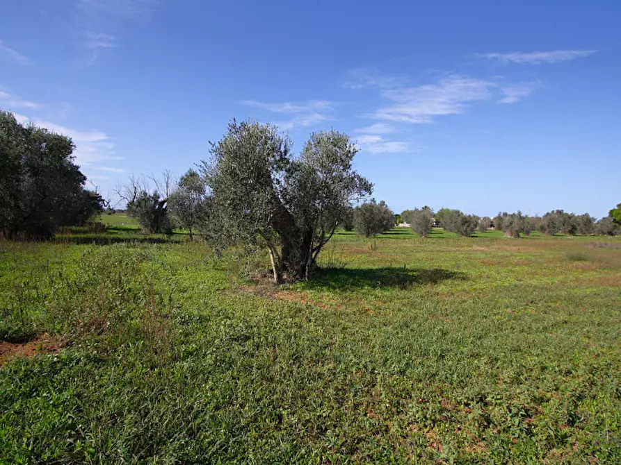 Immagine 18 di Terreno in vendita  in Strada Vicinale Mimmo a Matino