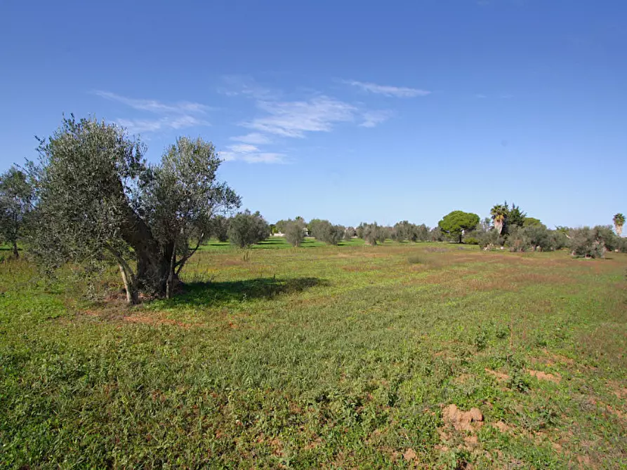 Immagine 19 di Terreno in vendita  in Strada Vicinale Mimmo a Matino