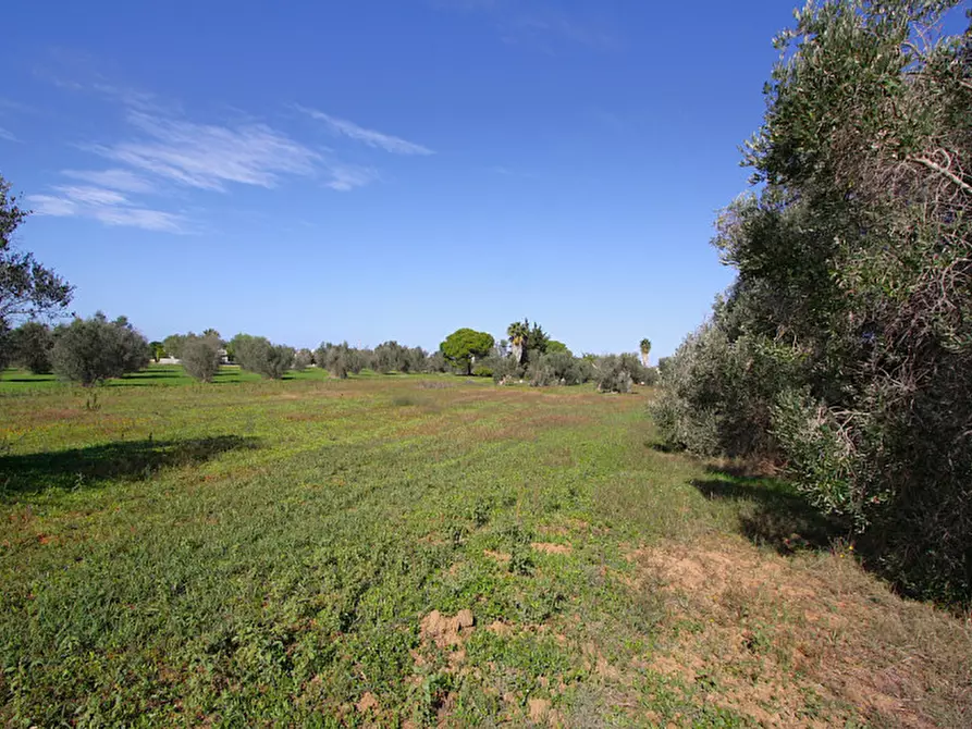 Immagine 20 di Terreno in vendita  in Strada Vicinale Mimmo a Matino