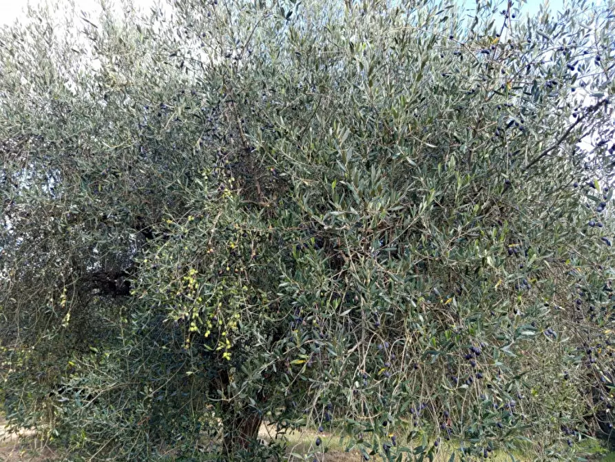 Immagine 9 di Rustico / casale in vendita  in Via Val Nerina a Mentana