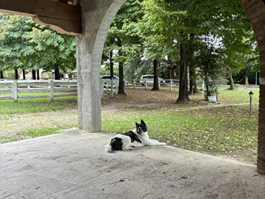 Immagine 3 di Villa in vendita  in via guizze alte a Loreggia