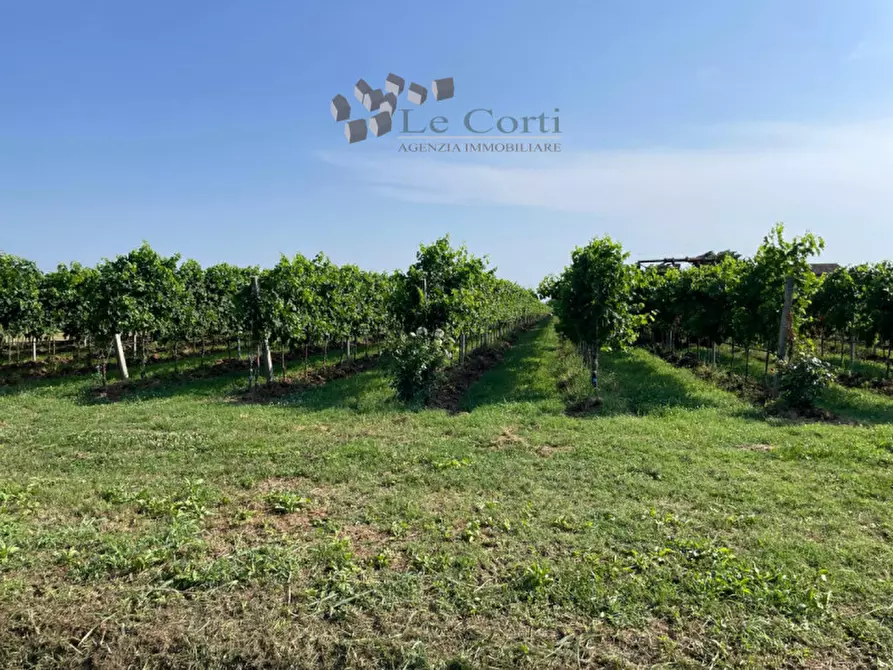 Immagine 5 di Rustico / casale in vendita  a Cologna Veneta