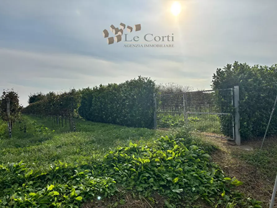 Immagine 6 di Rustico / casale in vendita  a Cologna Veneta