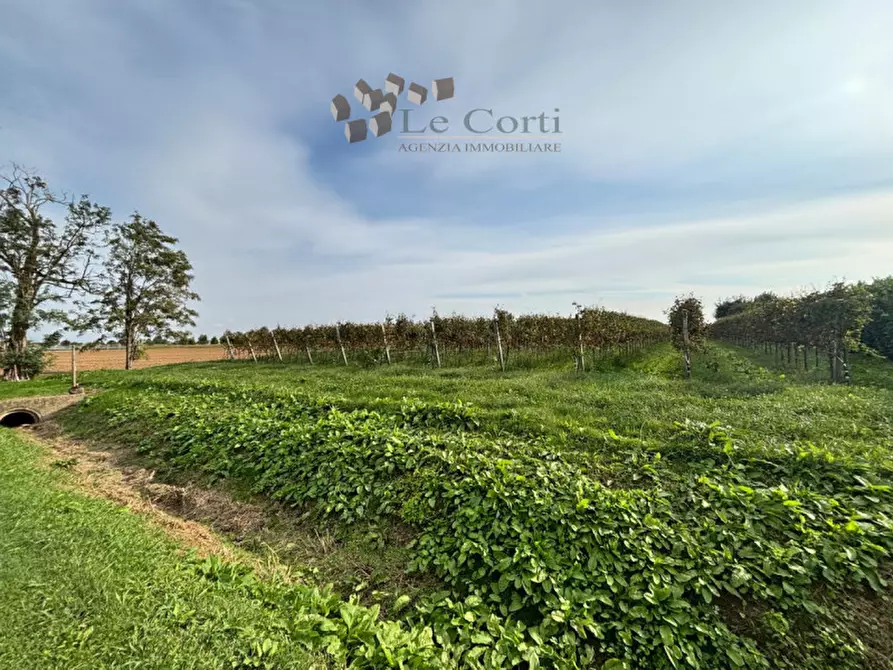 Immagine 8 di Rustico / casale in vendita  a Cologna Veneta