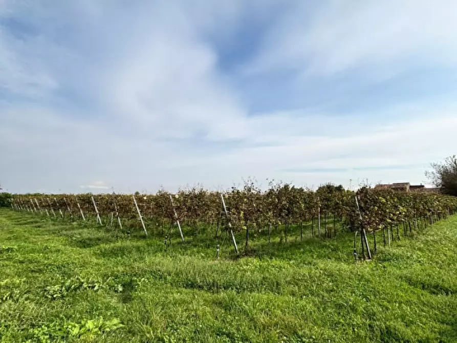 Immagine 10 di Rustico / casale in vendita  a Cologna Veneta