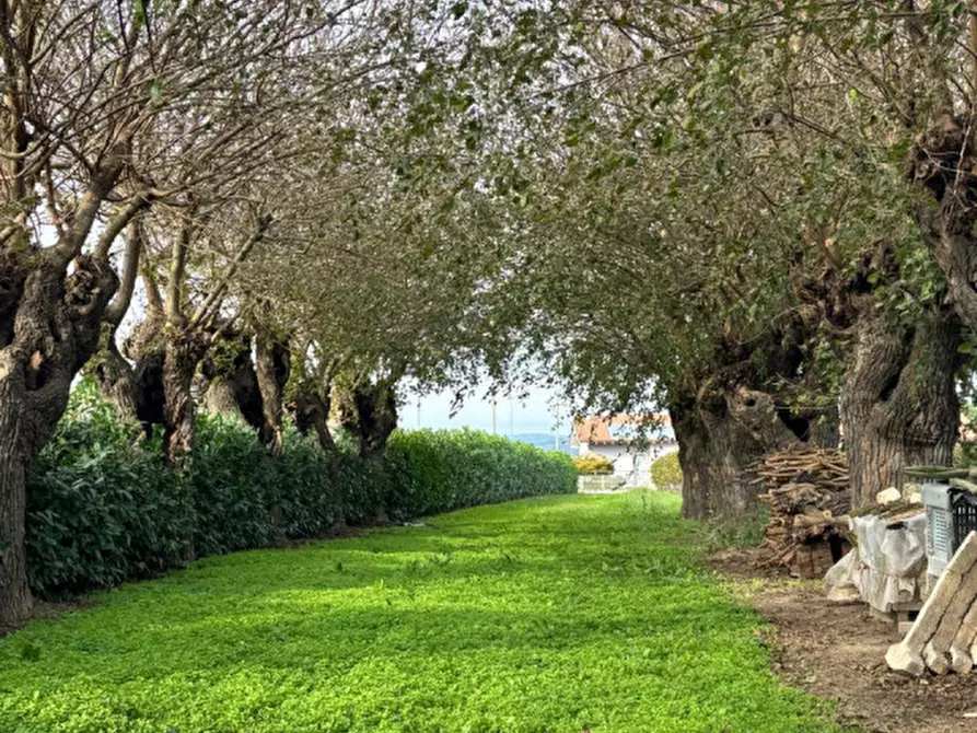 Immagine 16 di Rustico / casale in vendita  a Cologna Veneta