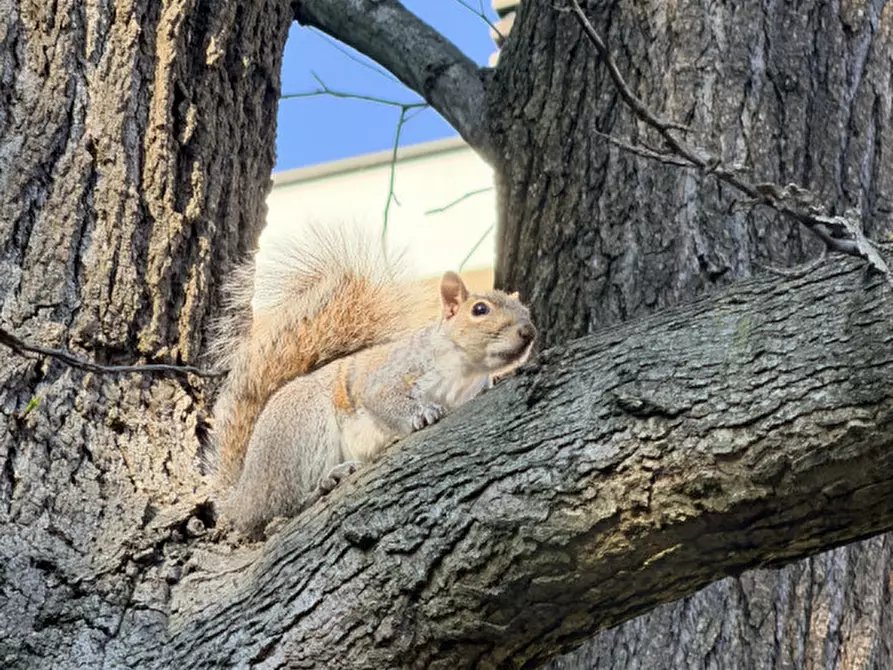 Immagine 54 di Appartamento in vendita  in Via Xxv Aprile 102 a San Mauro Torinese
