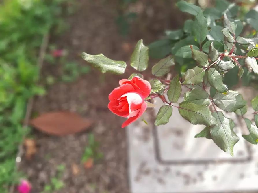 Immagine 2 di Casa bifamiliare in vendita  in Via Fasolo a Montegrotto Terme