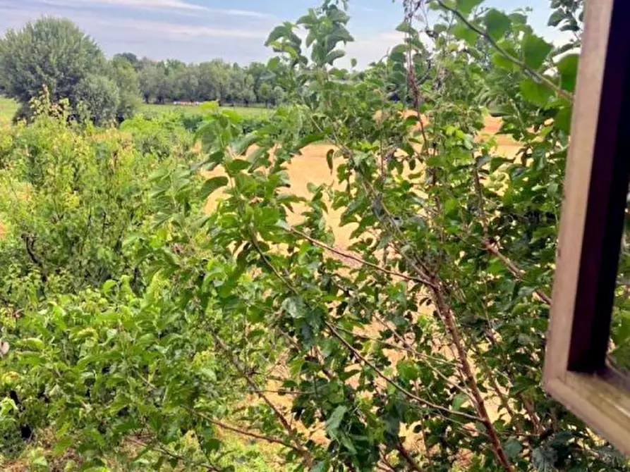 Immagine 5 di Casa bifamiliare in vendita  in Via Cuoro a Solesino