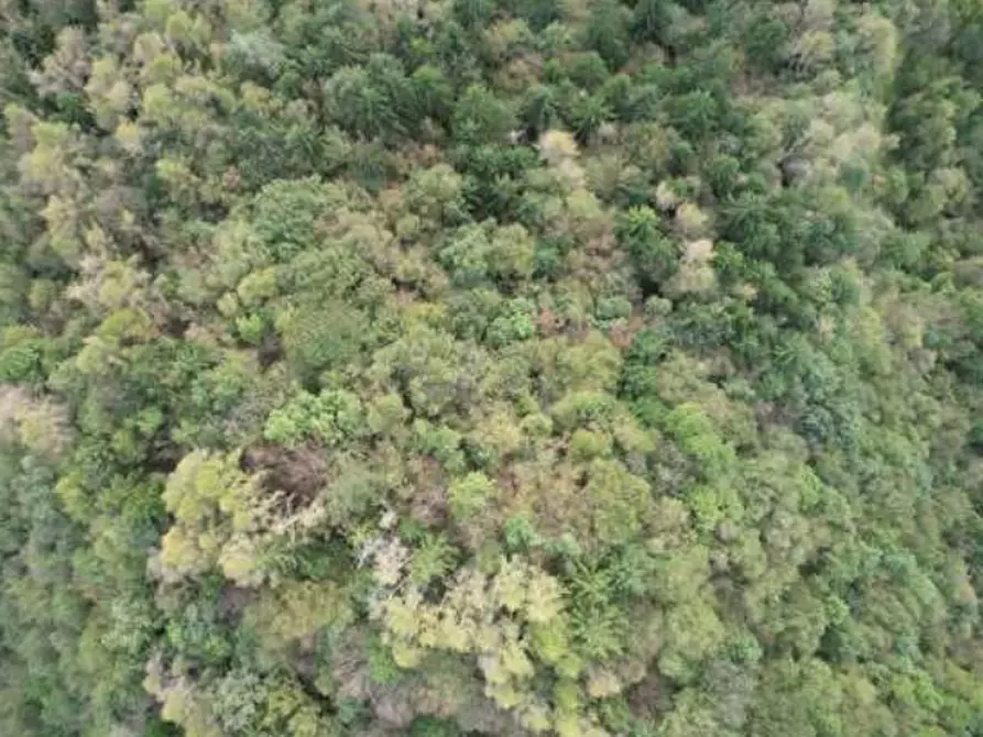 Immagine 3 di Terreno in vendita  in Via Pra dei Luni a Belluno