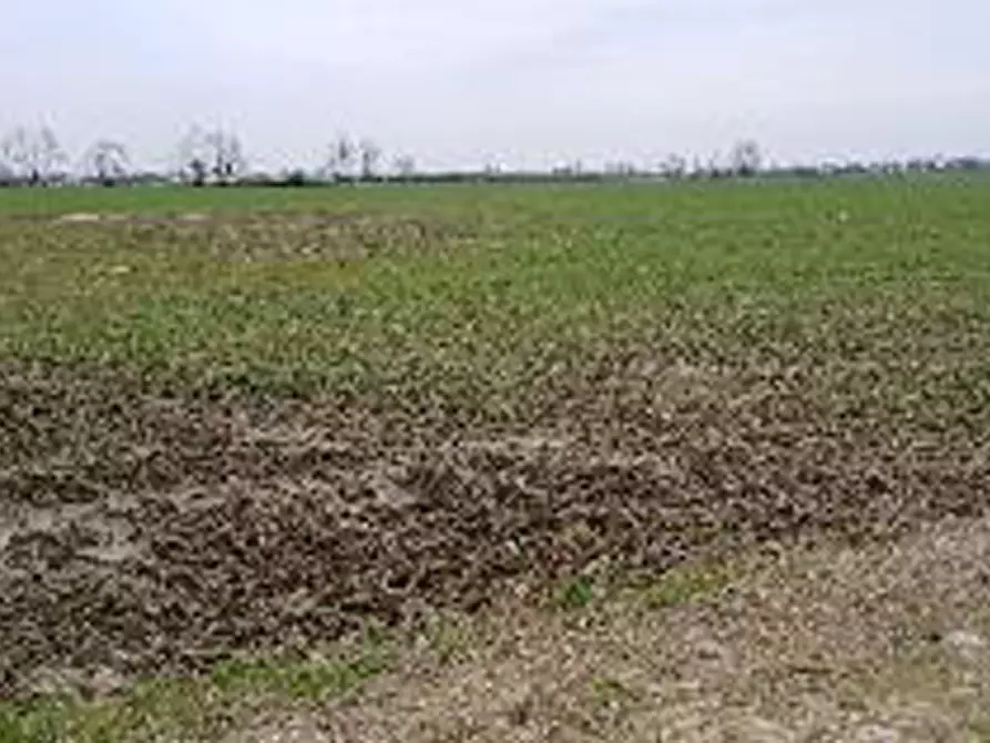 Immagine 7 di Terreno in vendita  in Località Ronchi a Povegliano Veronese