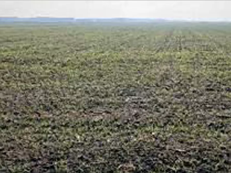 Immagine 6 di Terreno in vendita  in Località Ronchi a Povegliano Veronese