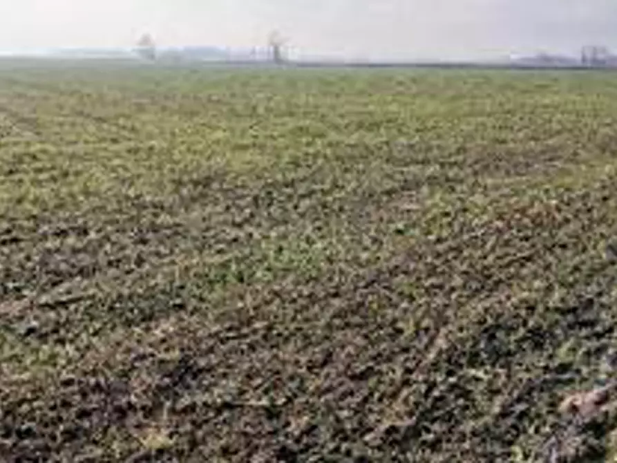 Immagine 7 di Terreno in vendita  in Località Ronchi a Povegliano Veronese