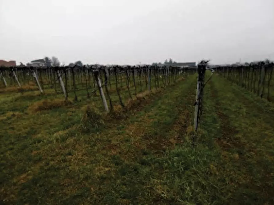 Immagine 9 di Terreno in vendita  in Via pigno a Pescantina