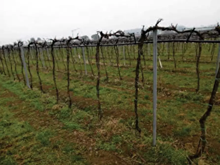 Immagine 11 di Terreno in vendita  in Via pigno a Pescantina