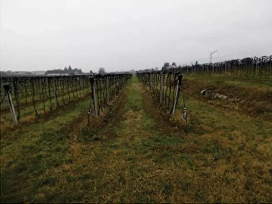 Immagine 12 di Terreno in vendita  in Via pigno a Pescantina