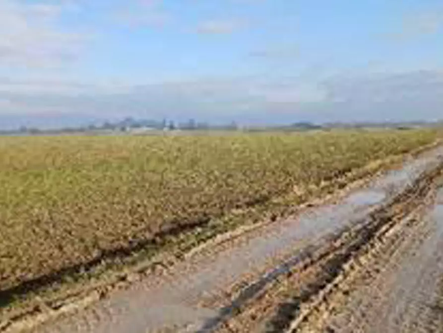 Immagine 2 di Terreno in vendita  in Località Ronchi a Povegliano Veronese