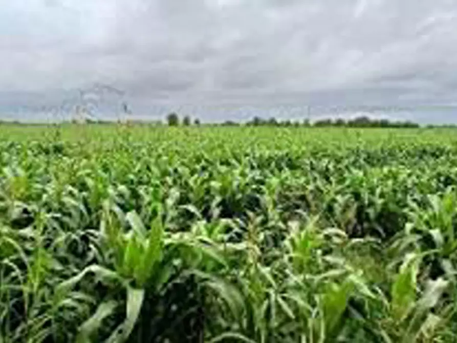 Immagine 8 di Terreno in vendita  in Località Ronchi a Povegliano Veronese