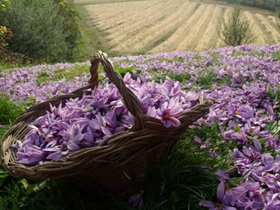 Immagine 25 di Villa in vendita  in Via Colombarola Florio a Pozzolengo