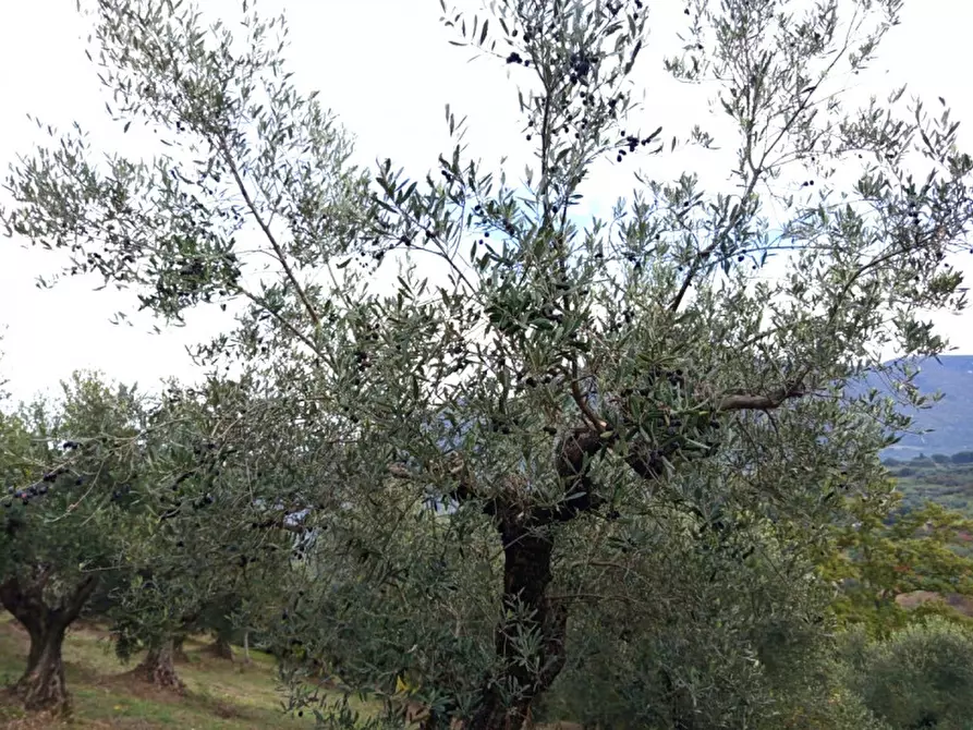 Immagine 4 di Terreno in vendita  in Colle della Selciata a Guidonia Montecelio