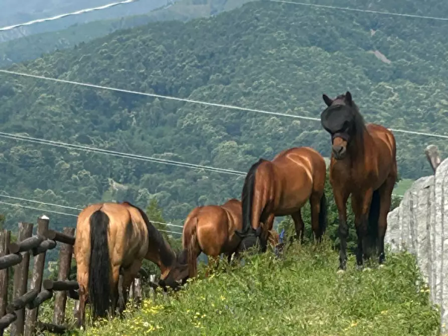 Immagine 27 di Bed & Breakfast in affitto  in STRADA PROVINCIALE 1 a Brosso