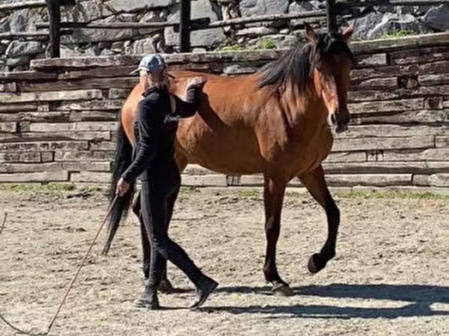 Immagine 28 di Bed & Breakfast in affitto  in STRADA PROVINCIALE 1 a Brosso