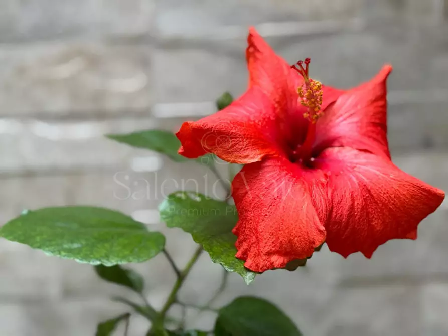 Immagine 29 di Casa bifamiliare in vendita  a Parabita