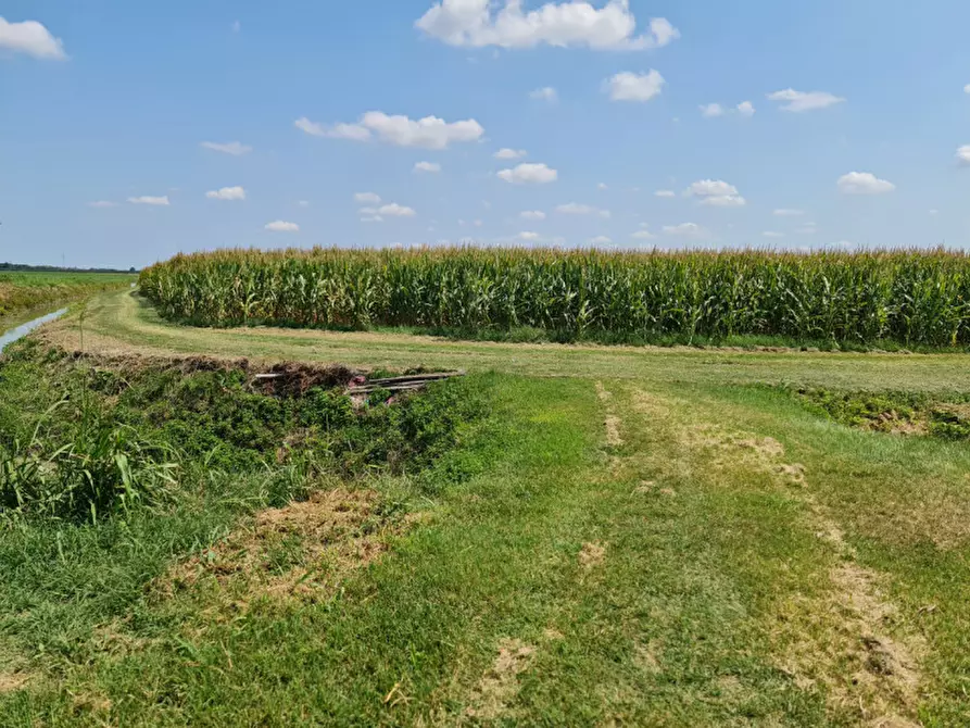 Immagine 2 di Terreno in vendita  a Lendinara