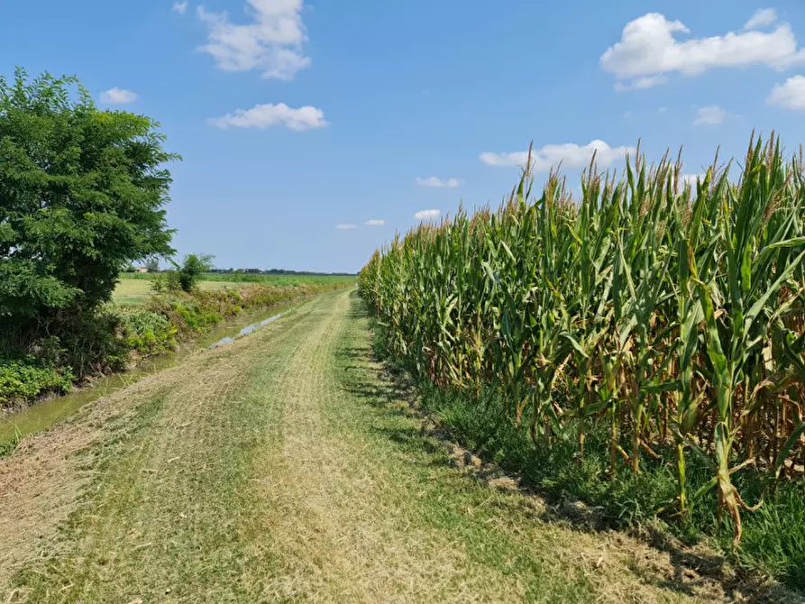 Immagine 6 di Terreno in vendita  a Lendinara