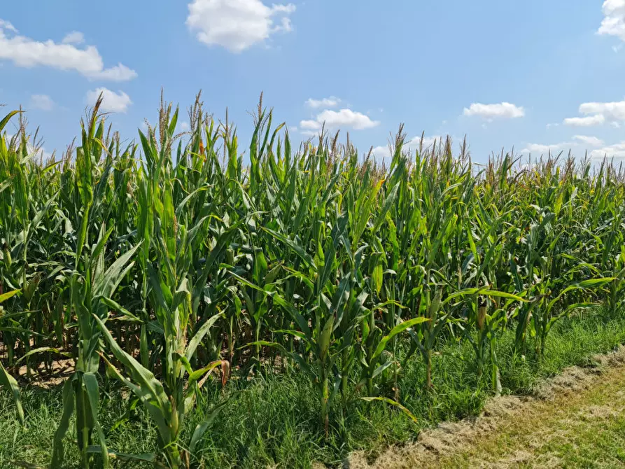 Immagine 7 di Terreno in vendita  a Lendinara