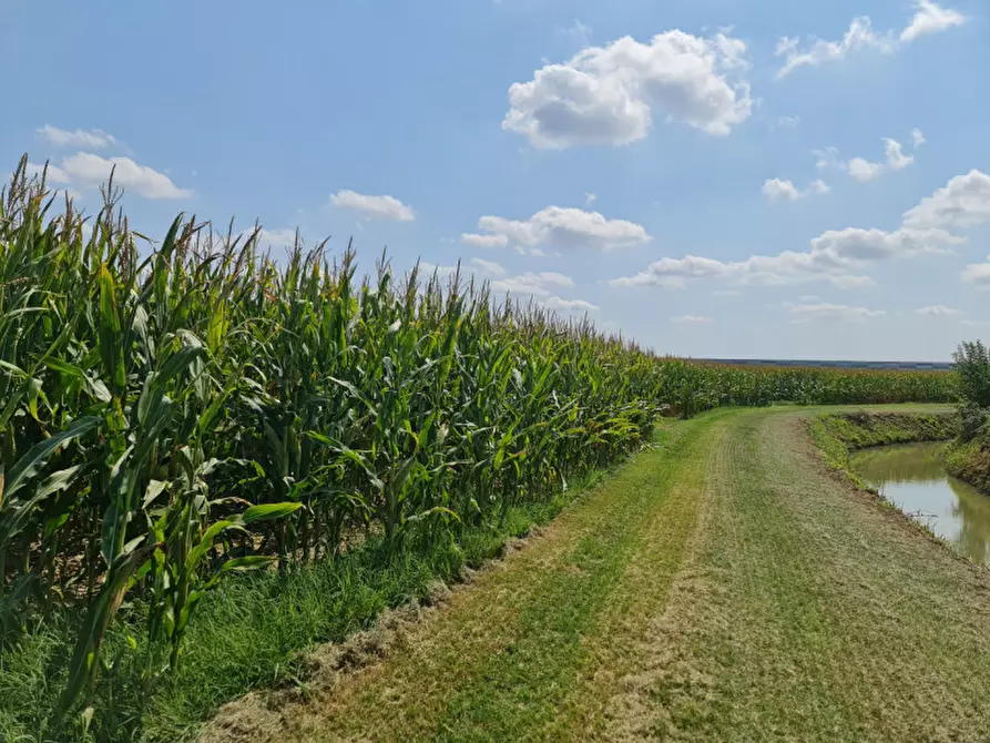 Immagine 8 di Terreno in vendita  a Lendinara