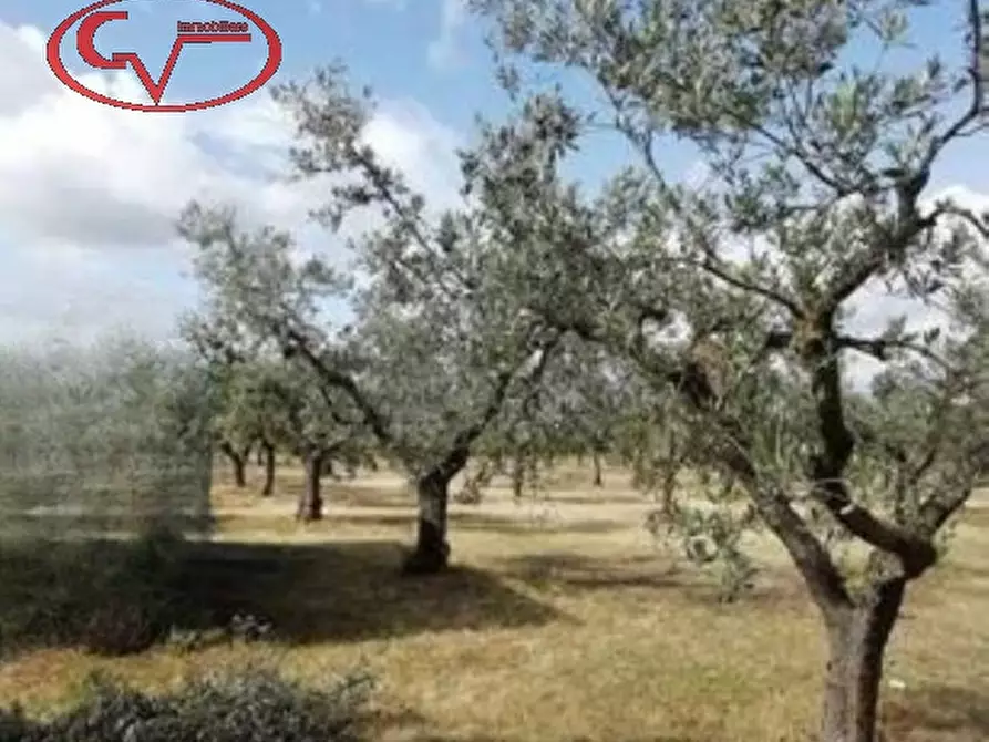 Immagine 1 di Terreno in vendita  in via di ricasoli a Montevarchi