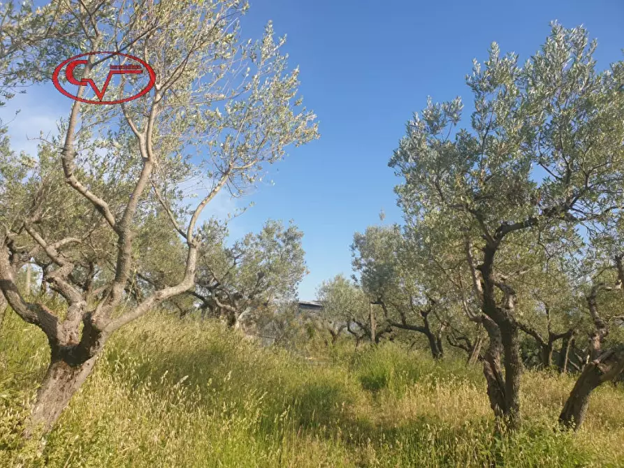 Immagine 3 di Terreno in vendita  in via di ricasoli a Montevarchi