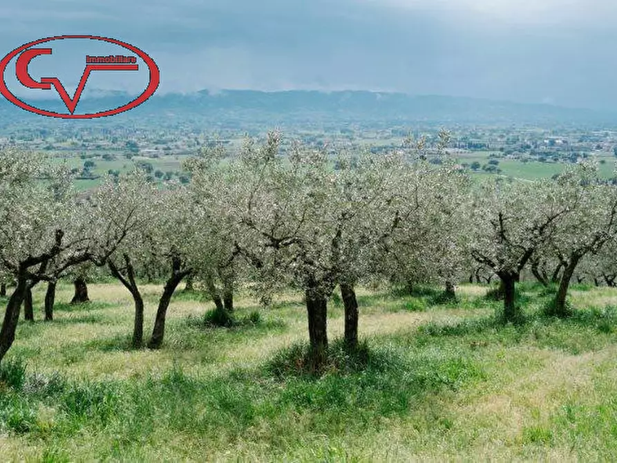 Immagine 4 di Terreno in vendita  in via di ricasoli a Montevarchi