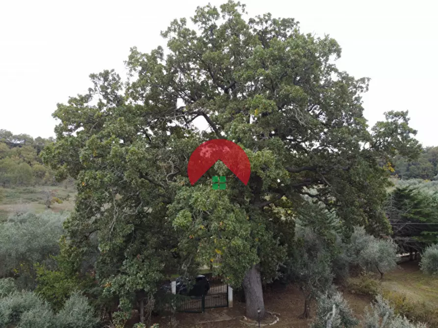 Immagine 15 di Casa indipendente in vendita  a Miglionico