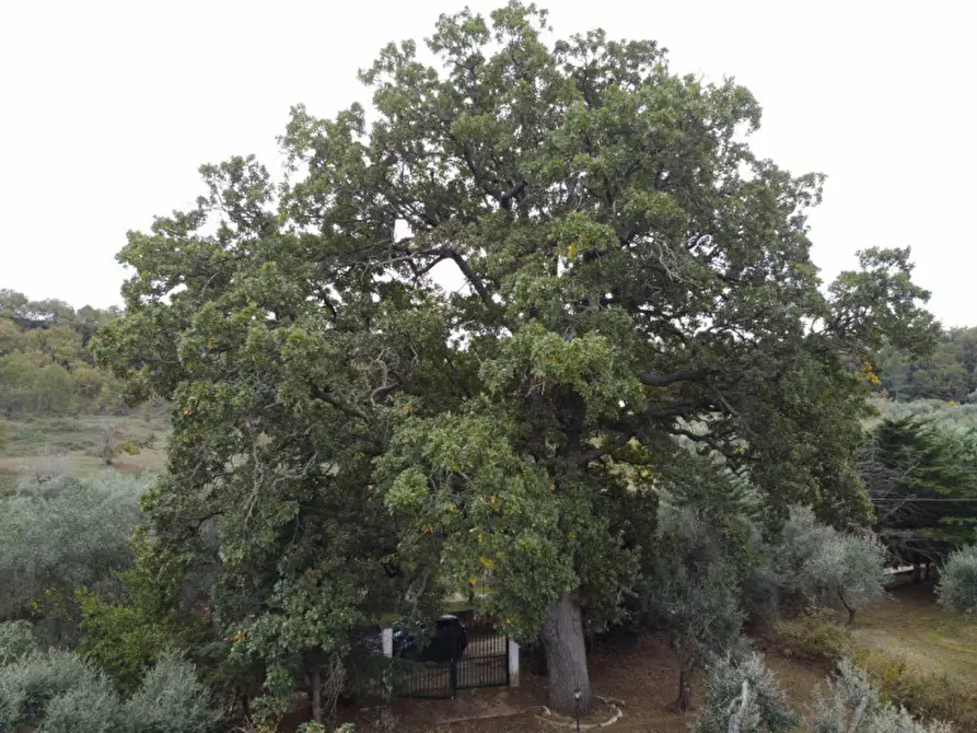 Immagine 16 di Casa indipendente in vendita  a Miglionico