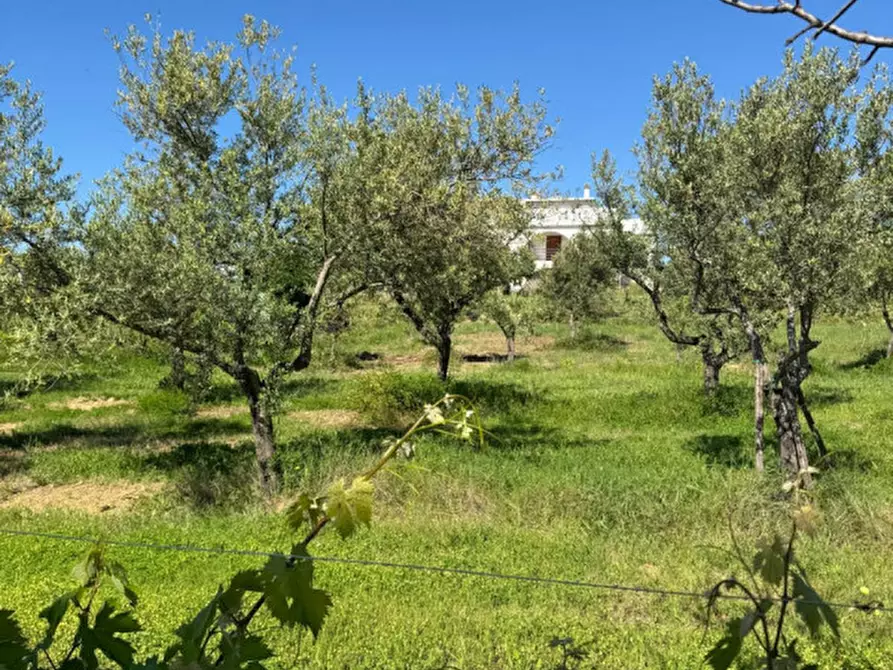 Immagine 28 di Villa in vendita  a Manoppello