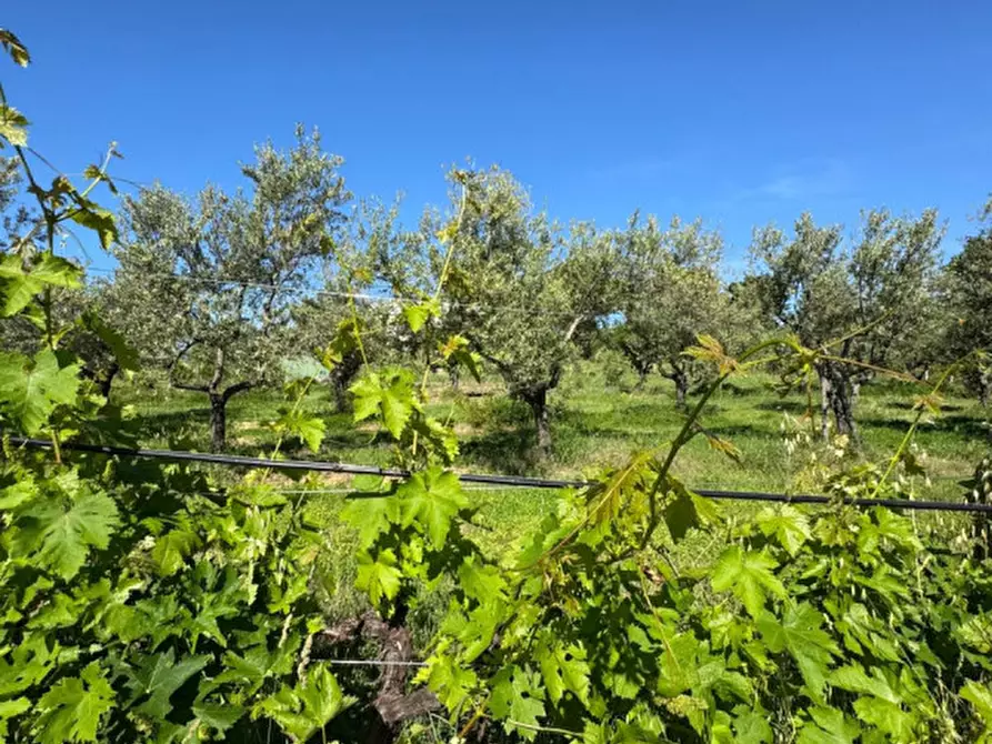 Immagine 34 di Villa in vendita  a Manoppello