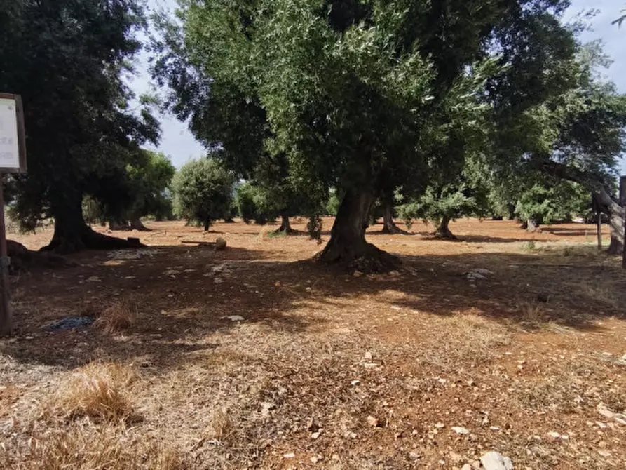 Immagine 37 di Rustico / casale in vendita  a Monopoli