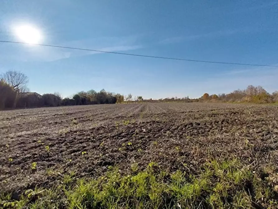 Immagine 2 di Terreno in vendita  a Campolongo Maggiore