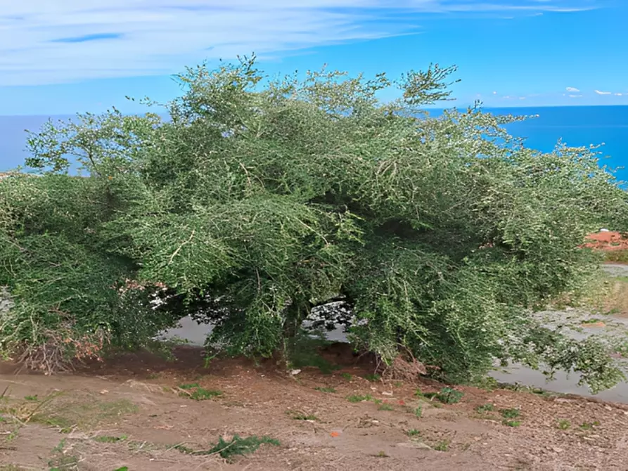 Immagine 8 di Terreno in vendita  in località Calanovella a Piraino