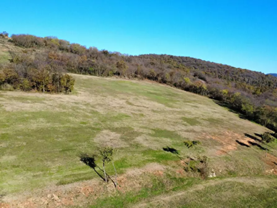 Immagine 1 di Terreno in vendita  a Orgiano