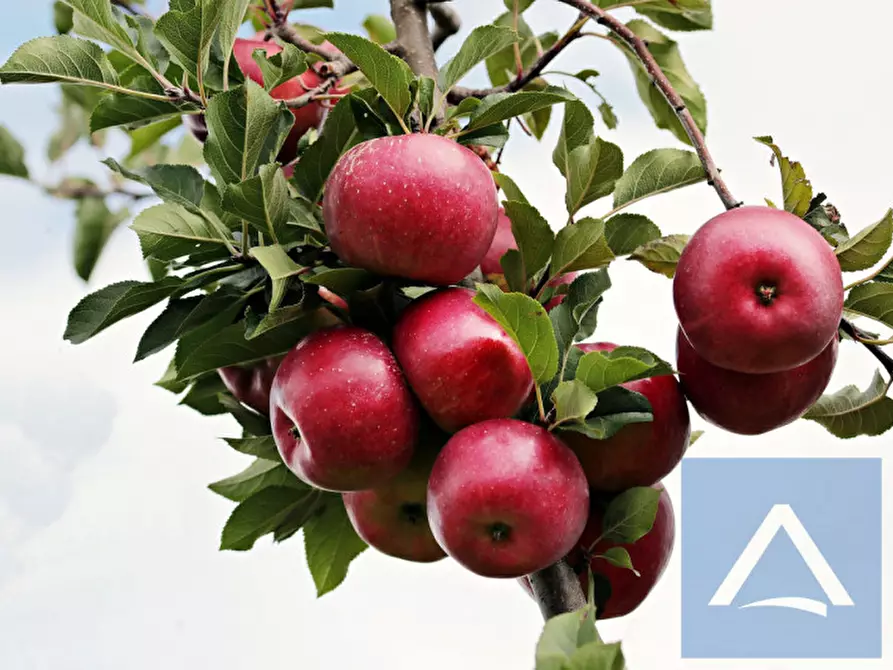 Immagine 1 di Terreno in vendita  a Cortaccia Sulla Strada Del Vino .Kurtatsch A.