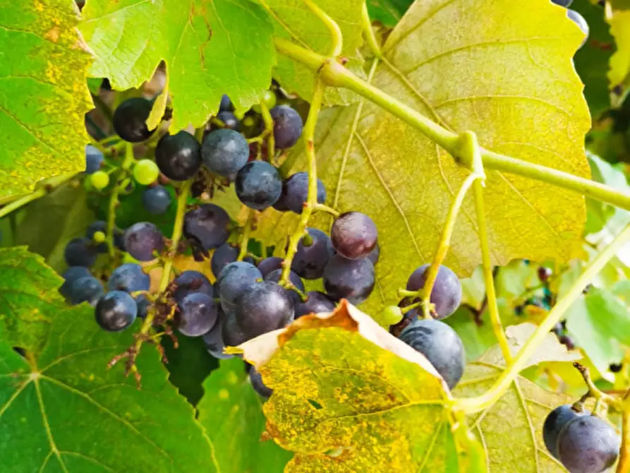 Immagine 3 di Villetta a schiera in vendita  in via cartasegna a Carrega Ligure