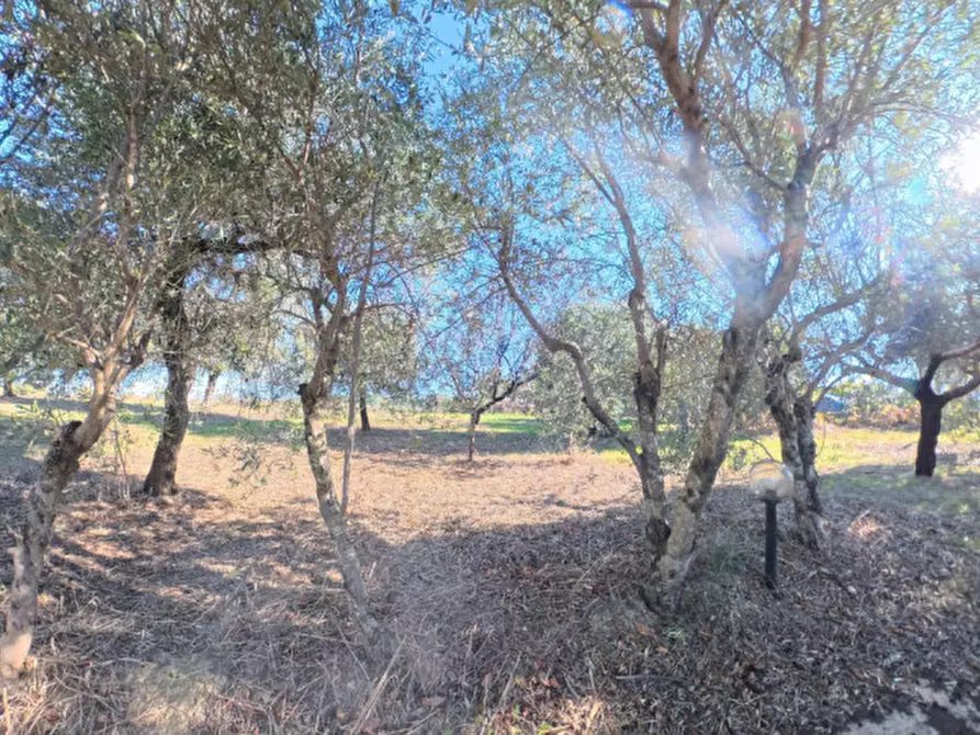 Immagine 28 di Villa in vendita  a Moscufo