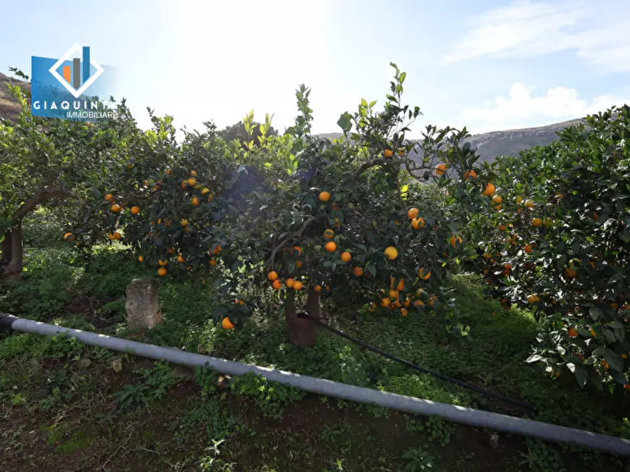 Immagine 4 di Terreno in vendita  in C.da Tre Fontane a Palagonia