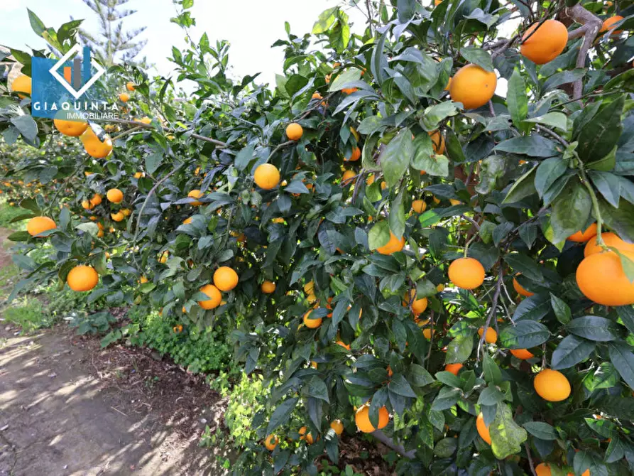 Immagine 5 di Terreno in vendita  in C.da Tre Fontane a Palagonia