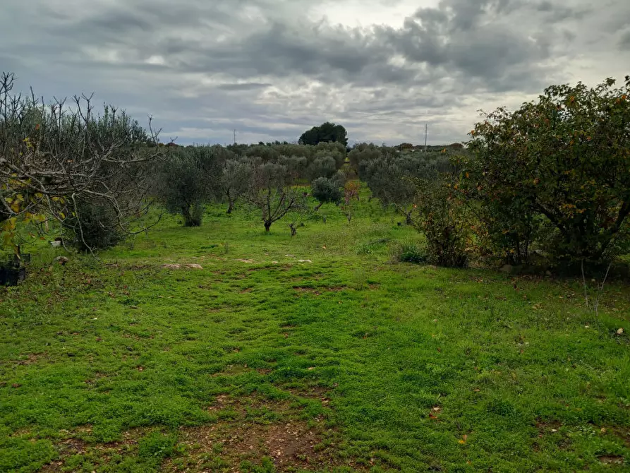 Immagine 5 di Rustico / casale in vendita  in C.da Le Monache a Ceglie Messapico