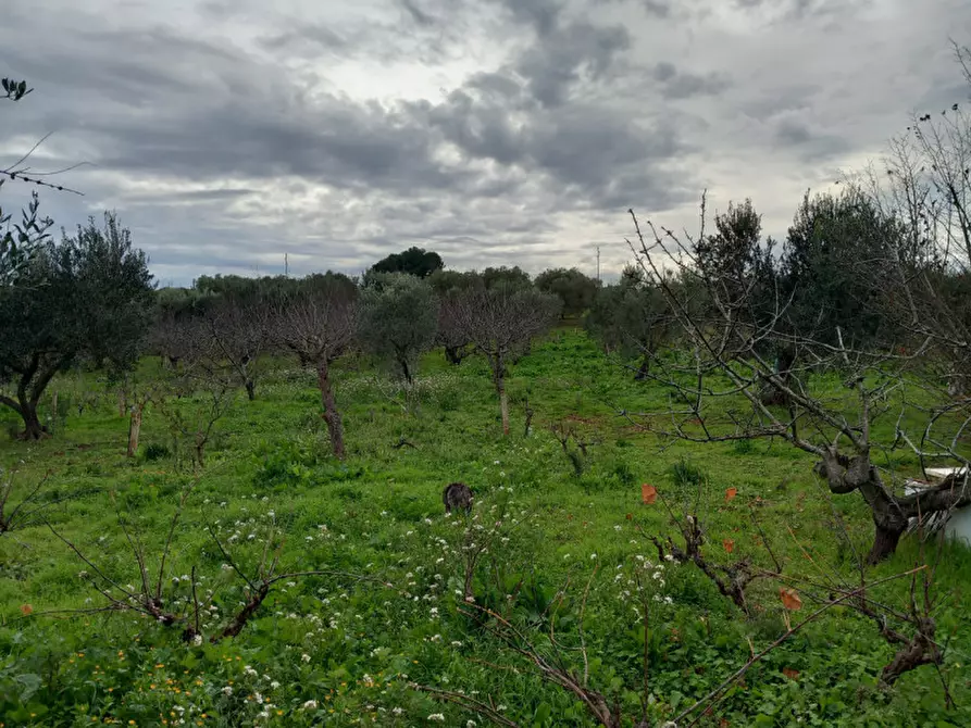 Immagine 10 di Rustico / casale in vendita  in C.da Le Monache a Ceglie Messapico