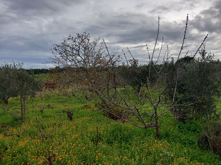 Immagine 11 di Rustico / casale in vendita  in C.da Le Monache a Ceglie Messapico
